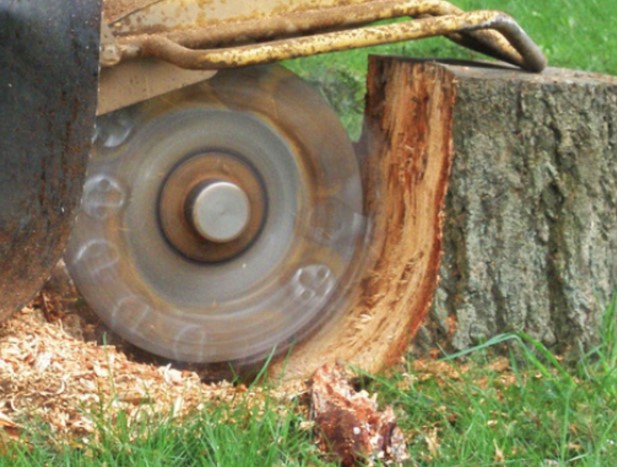 The Cost Of Stump Removal Explained