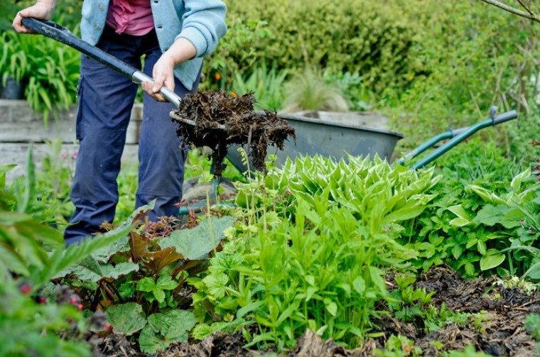 15 Organic Gardening Tips Every Beginner Must Know