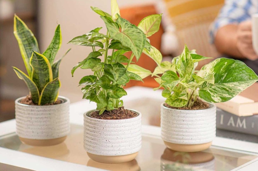 Top 5 Online Nurseries to Order Plants This Spring